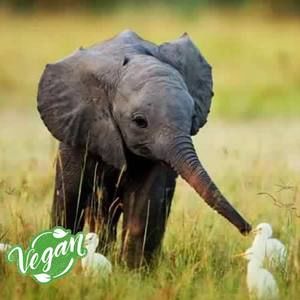 Meet your Posher, Maureen joyce